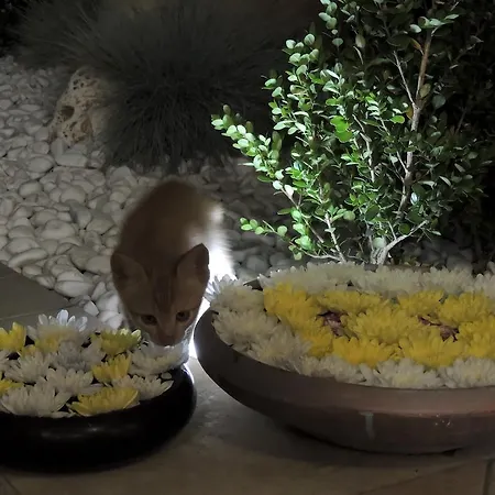 فندق Arcupintau Formula فيلاّسيمِيوس